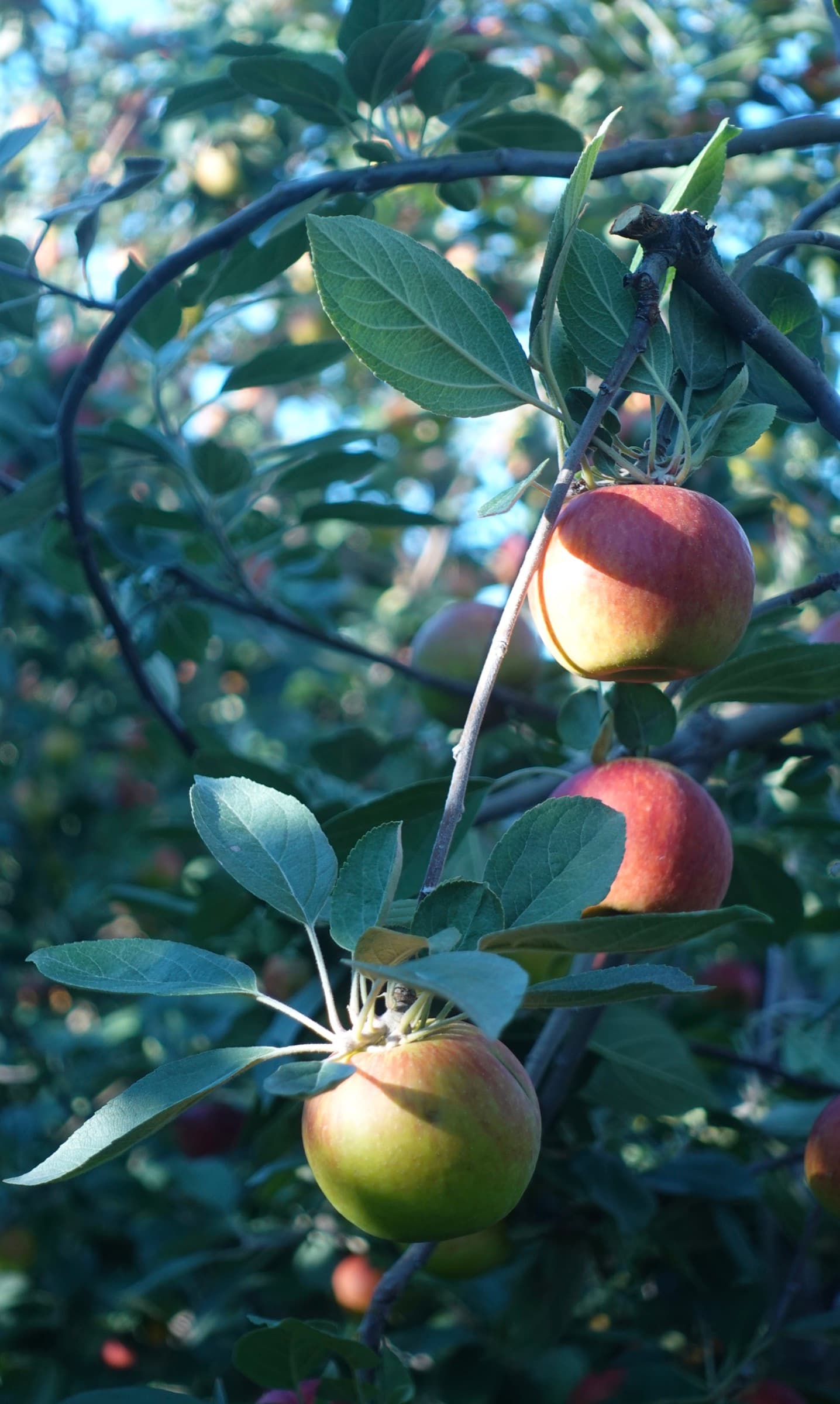 Cider apples on a branch in the orchard