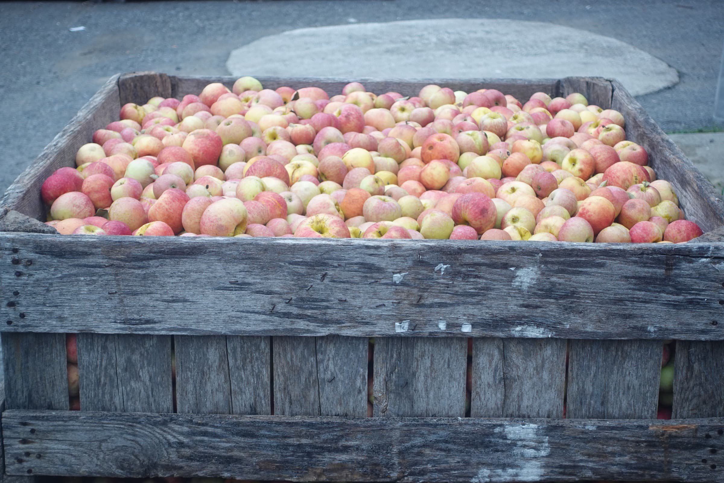 A wooden bin full of freshly harvested apples